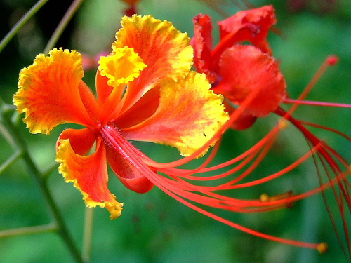 金鳯花花朵有金黃色邊緣,遠處也能看見,襯著橙紅色花冠 金鳯花花朵有金黃色邊緣,遠處也能看見,襯著橙紅色花冠
