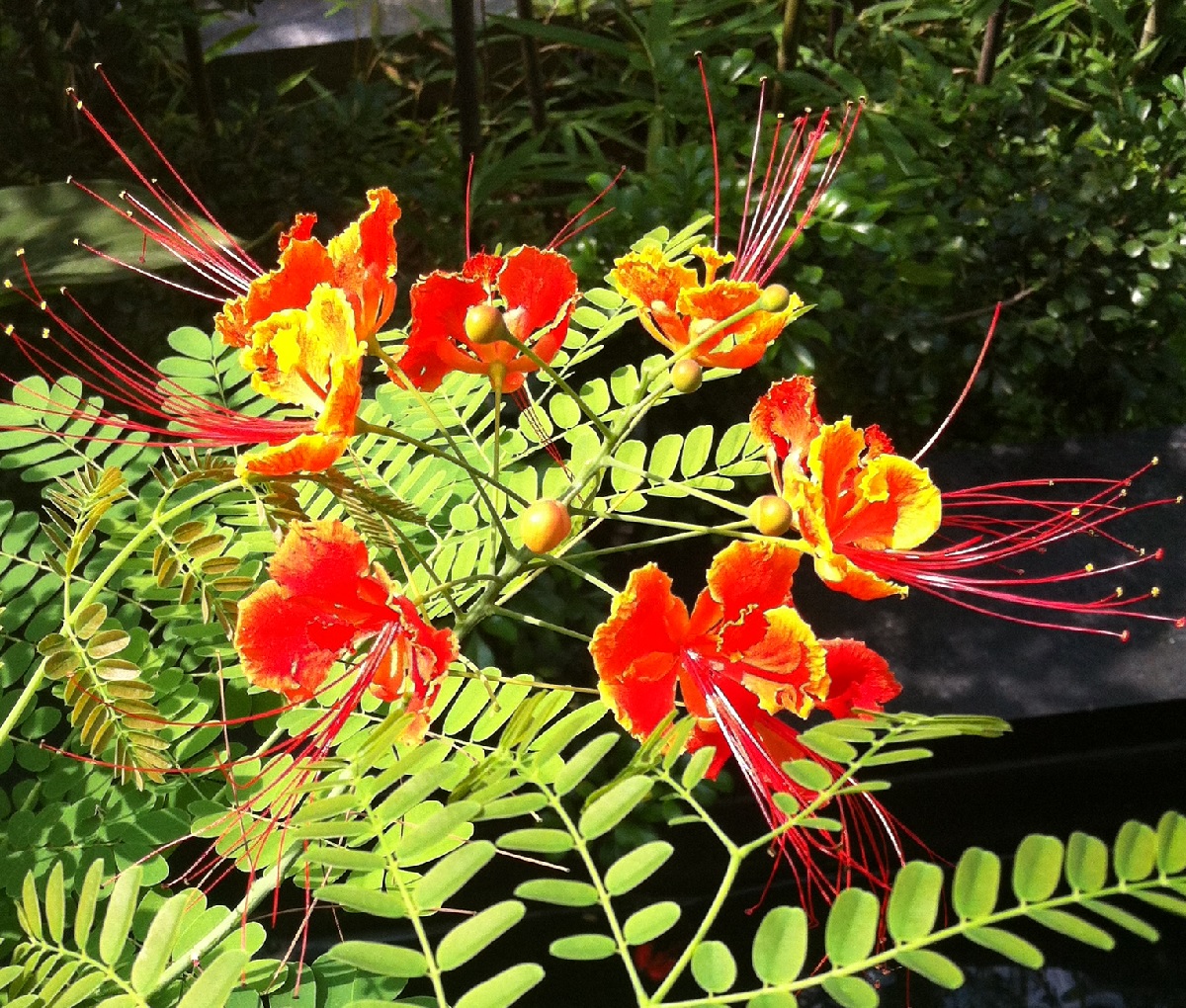 金鳯花 Caesalpinia pulcherrima - treehk