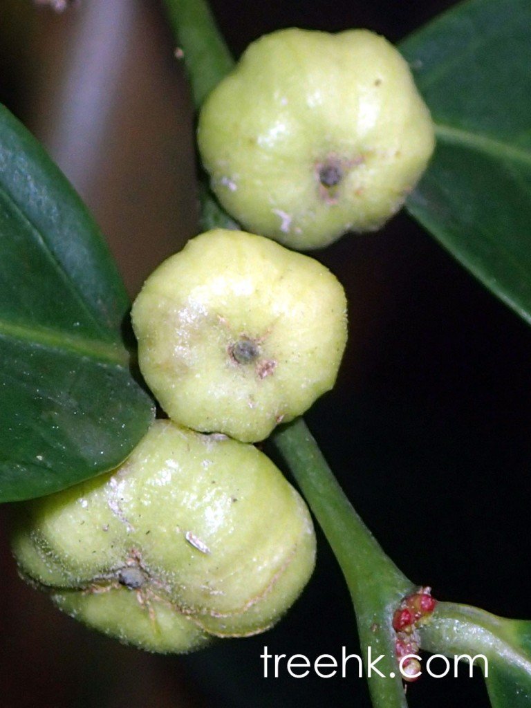 香港算盤子 Hong Kong Abacus Plant - photo by treehk