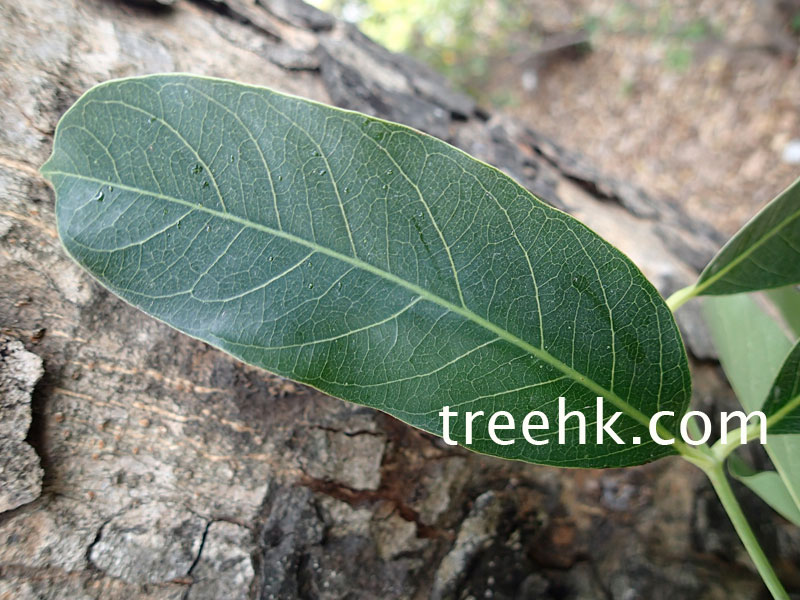 khaya senegalensis 非洲桃花心木葉片全緣,基部偏斜不等 -treehk.com khaya senegalensis 非洲桃花心木葉片全緣,基部偏斜不等