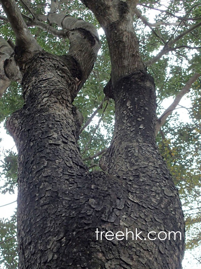 棟科非洲桃花心木 - treehk.com