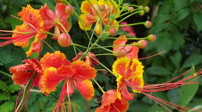 金鳯花 Caesalpinia pulcherrima