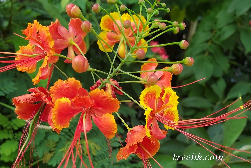 金鳯花 Caesalpinia pulcherrima 別名洋金鳳- treehk 金鳯花 Caesalpinia pulcherrima