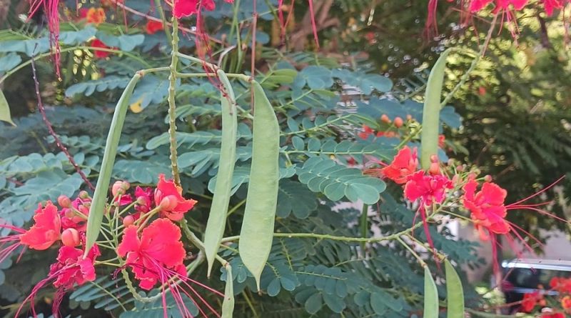 金鳳花果實是莢果，漸趨成熟時為褐色