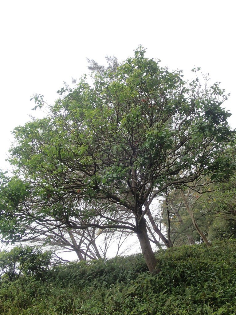 象牙花 Ivory Coral tree