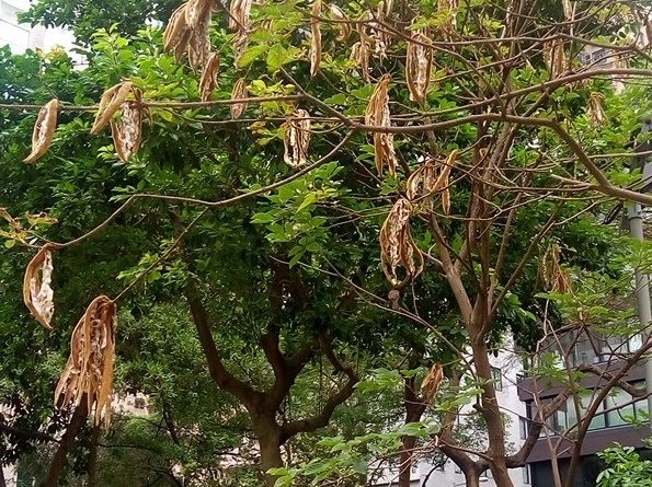 黃花風鈴木 Tabebuia chrysantha