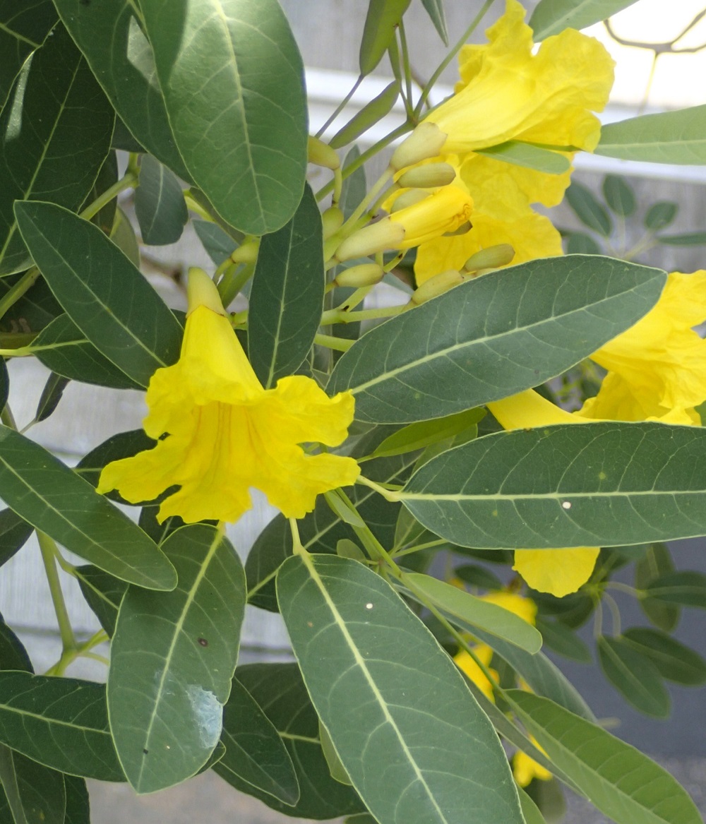銀鱗金鈴木鮮黃色花，長達6.5厘米