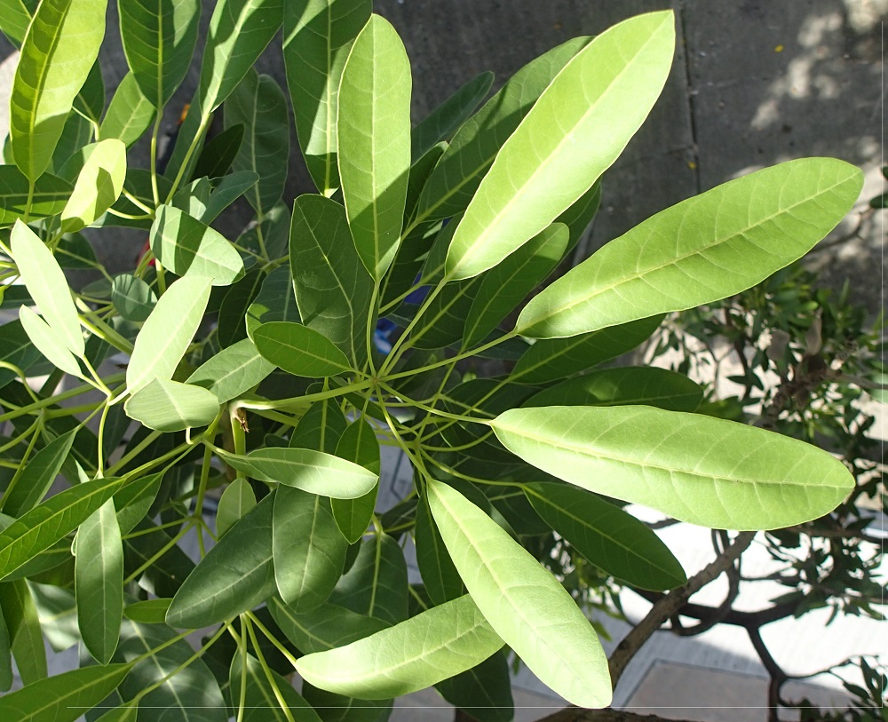 銀鱗金鈴木葉片掌狀複葉，五，七小葉