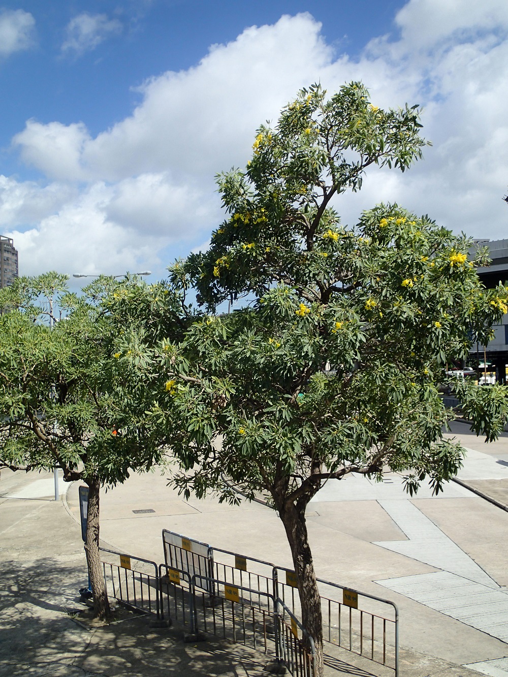 行道樹銀鱗金鈴木 Tabebuia argentea