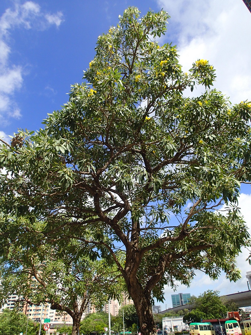 銀鱗金鈴木 Tabebuia argentea