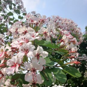 車輪梅葉片對生,花朵白色帶紫,像小車輪 (車輪梅 Rhapniolepis indica) 車輪梅葉片對生,花朵白色帶紫,像小車輪 (車輪梅 Rhapniolepis indica)