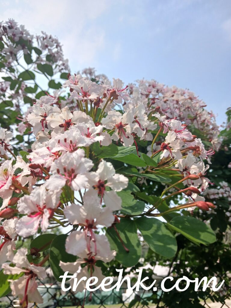 車輪梅葉片對生,花朵白色帶紫,像小車輪 車輪梅葉片對生,花朵白色帶紫,像小車輪