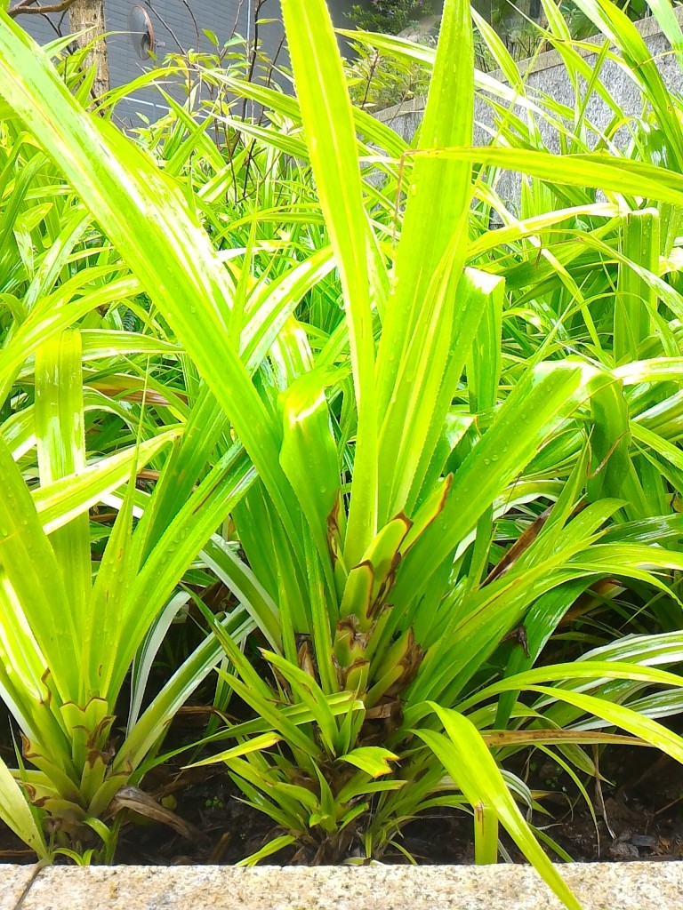 露兜樹常綠灌木 Pandanus tectorius 露兜樹常綠灌木 Pandanus tectorius