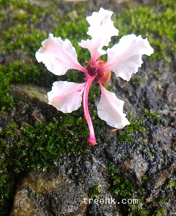粉葉羊蹄甲花柱粉紅色，盛開時花量大