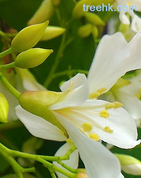千年桐花只持續一兩個月 千年桐花只持續一兩個月