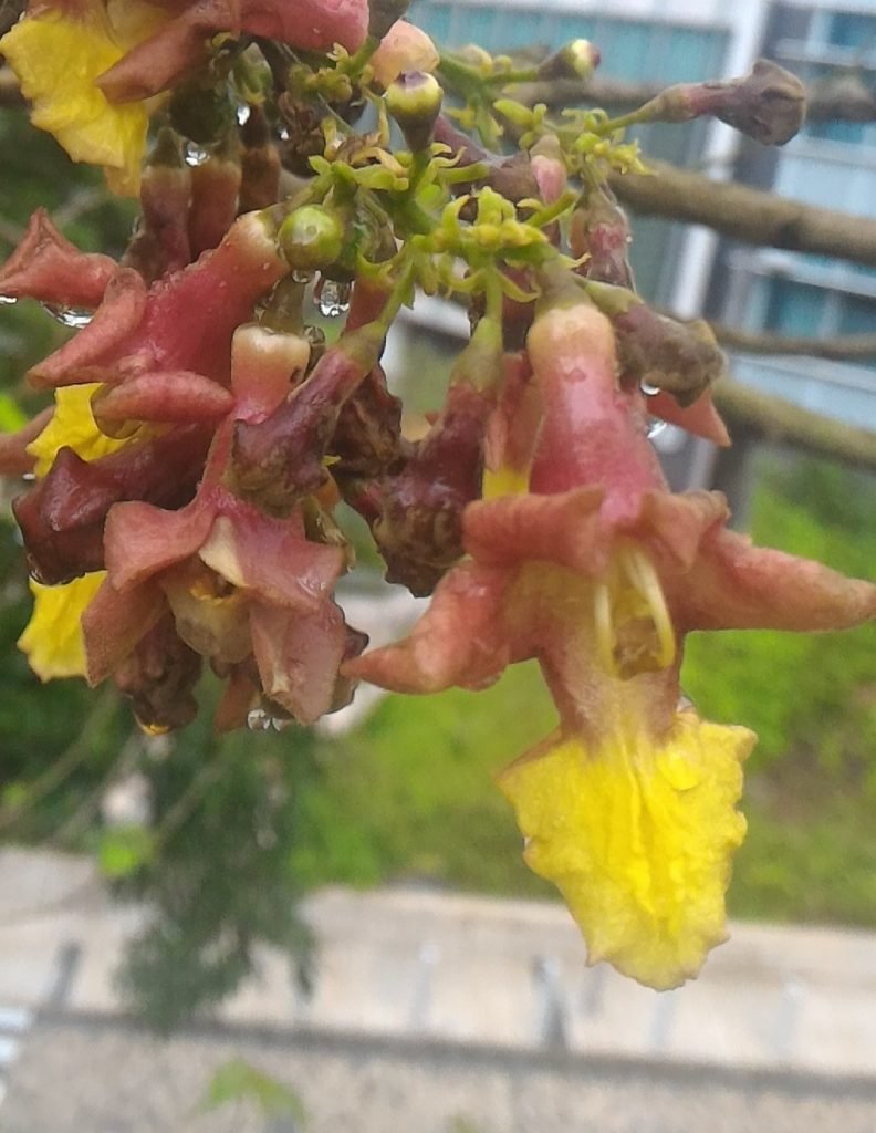 雲南石梓花 - treehk.com