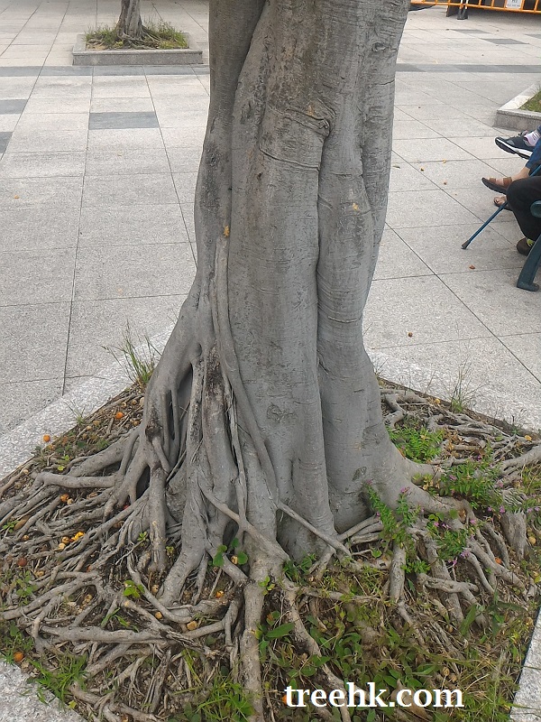 原產亞洲熱帶地區,黃果垂榕喜溫暖,濕潤和陽光充足環境 - treehk.com 原產亞洲熱帶地區,黃果垂榕喜溫暖,濕潤和陽光充足環境 - treehk.com