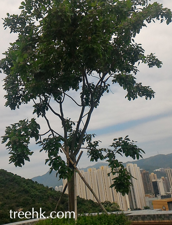 快速生長水黃皮 Pongamia pinnata 快速生長水黃皮 Pongamia pinnata