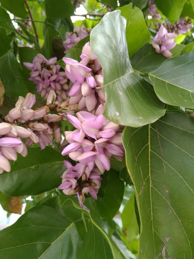 水黃皮花密集生長