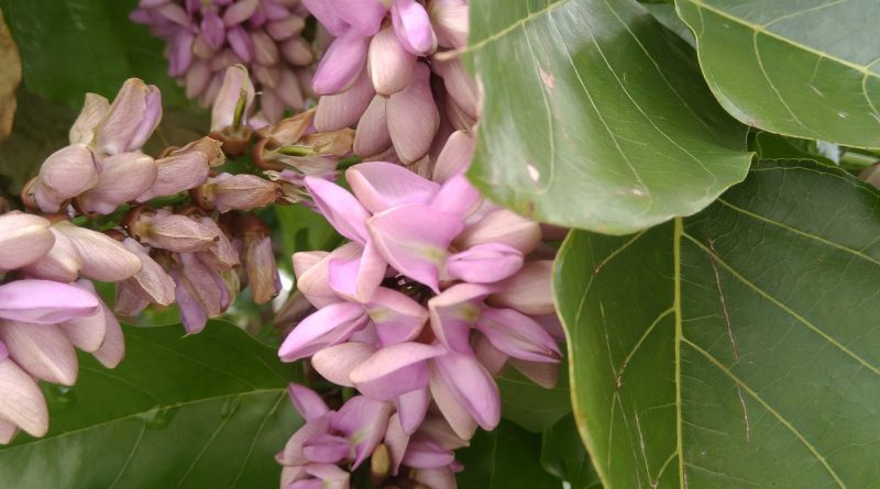 水黃皮花密集生長