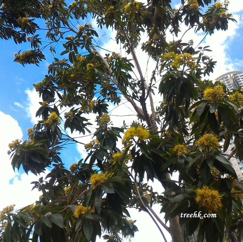 位於香港的金蒲桃 Xanthostemon chrysanthus F. Muell. ex Benth 位於香港的金蒲桃 Xanthostemon chrysanthus F. Muell. ex Benth