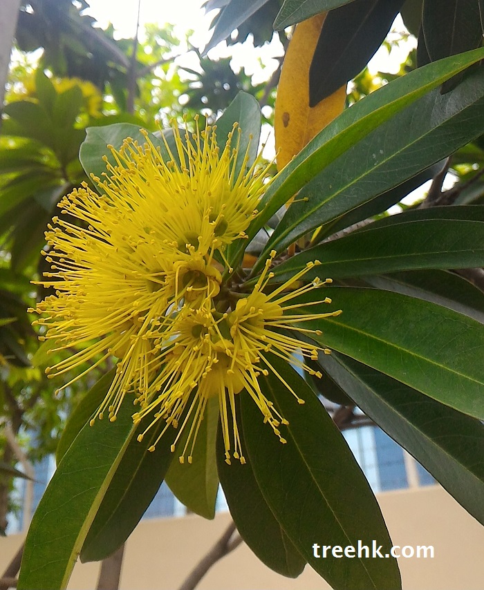金蒲桃原產澳洲,是澳洲特有的代表植物之一 金蒲桃原產澳洲,是澳洲特有的代表植物之一