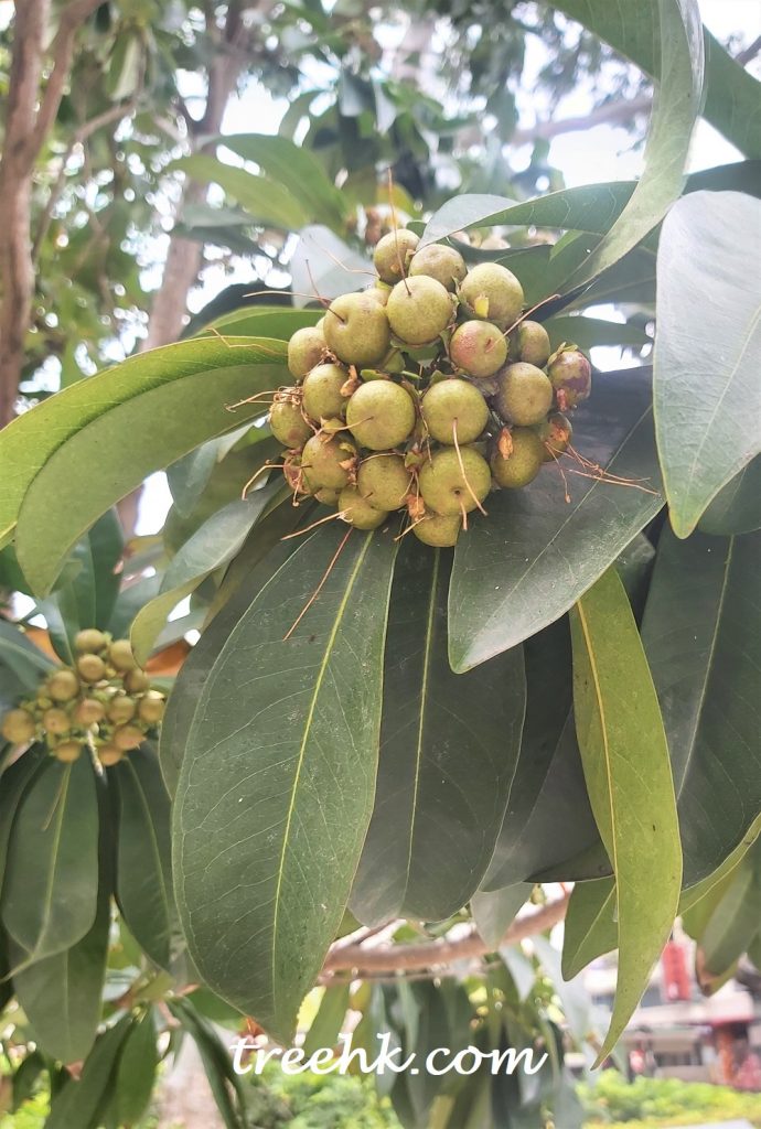 金蒲桃果 金蒲桃果