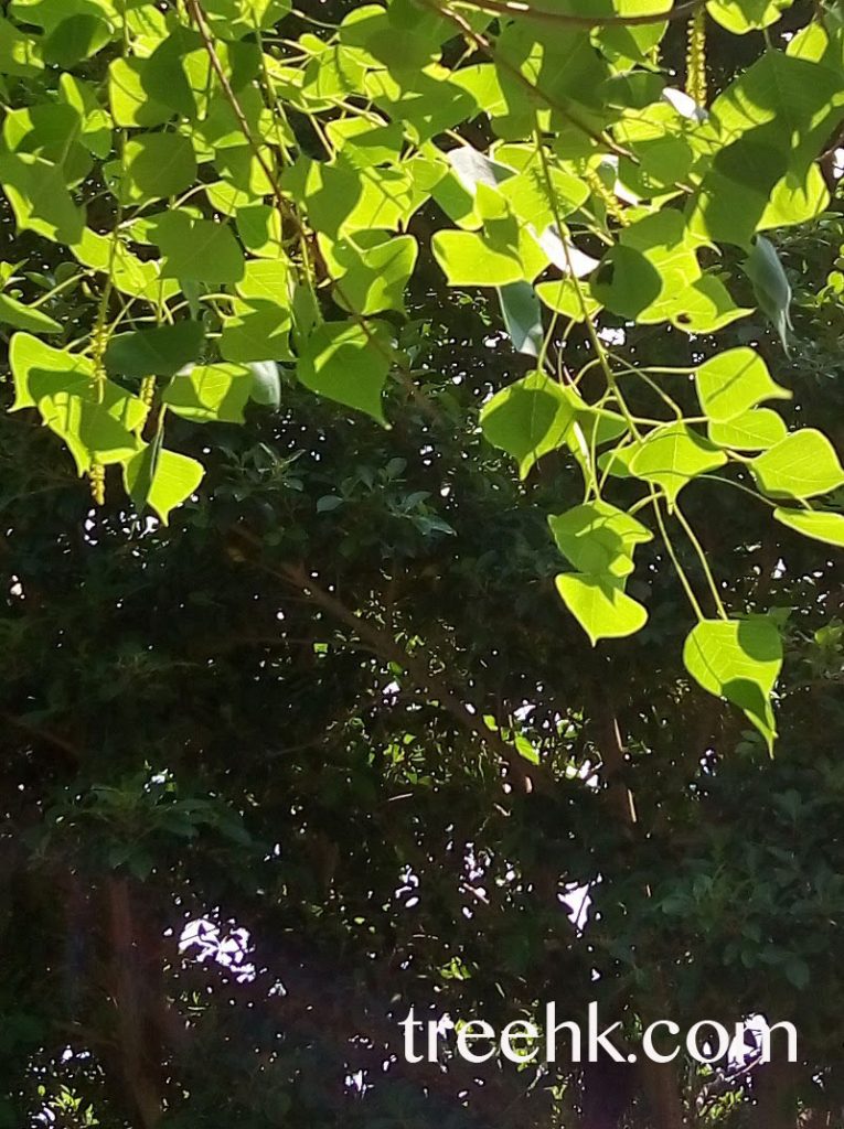 烏桕 Sapium sebiferum (L.) Roxb. 烏桕 Sapium sebiferum (L.) Roxb.