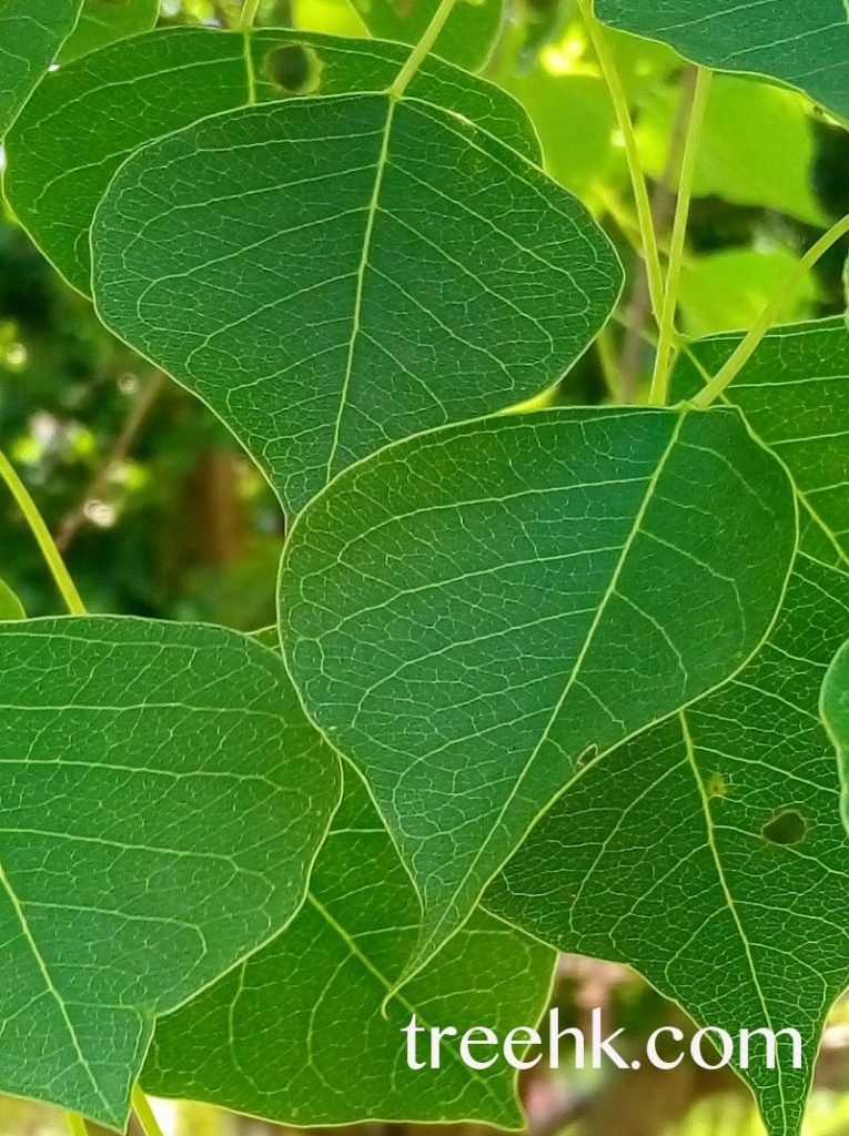 烏桕葉紙質菱形, 相片拍在香港零碳天地 http://treehk.com/%E7%83%8F%E6%A1%95-sapium-sebiferum
