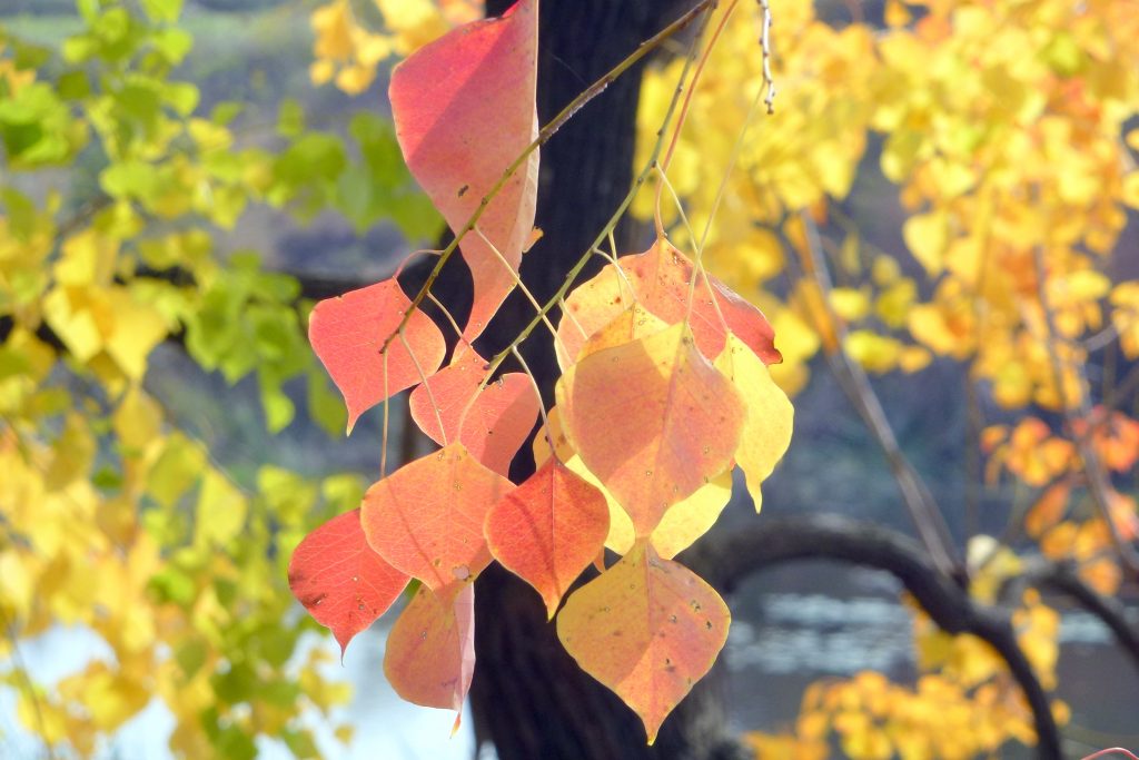 烏桕秋季樹葉轉為鮮紅色 - photo courtesy of icyjady.wordpress.com 烏桕秋季樹葉轉為鮮紅色 - photo courtesy of icyjady.wordpress.com