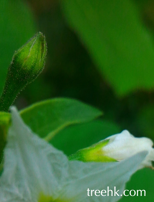 灌木植物水茄