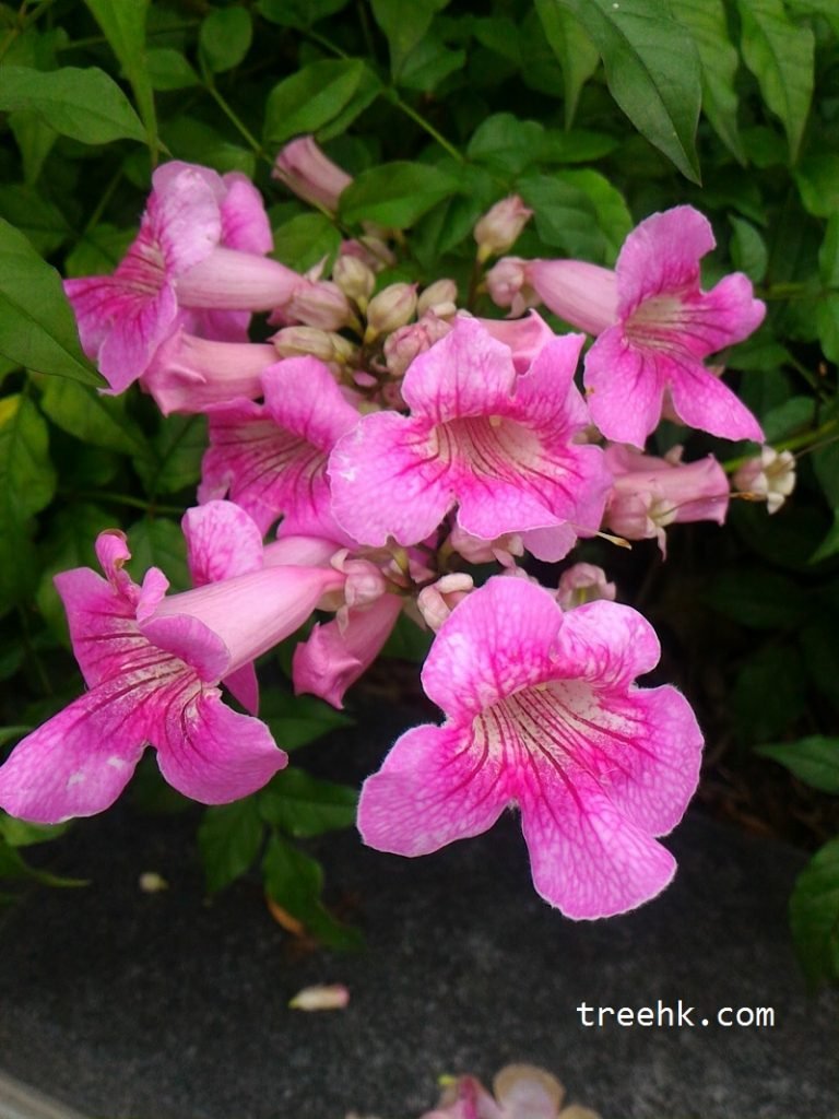 紫雲籐花兩性- treehk.com