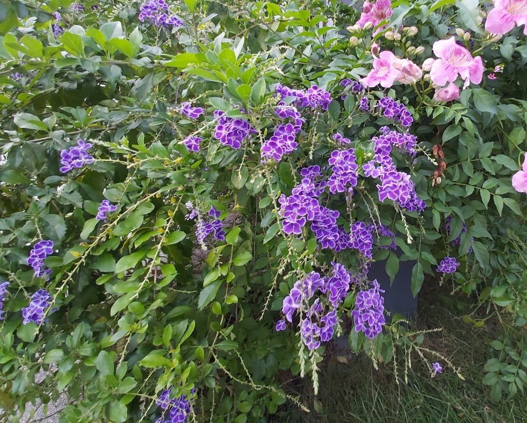 蕾絲假連翹懸掛梢頭