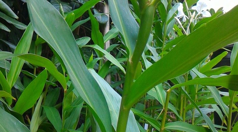 薑花 Hedychium coronarium Koen 葉片長圓無柄。 披針形或披針形，頂端長漸尖