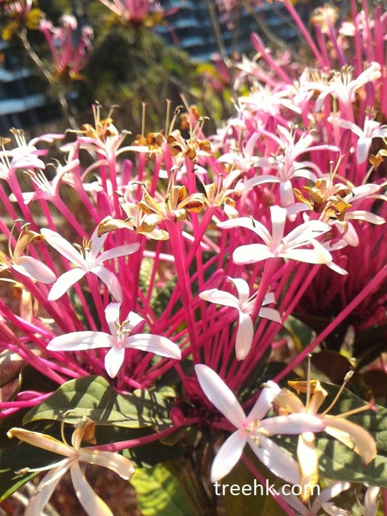 煙火花馬鞭草科海州常山屬