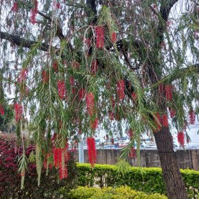 串錢柳 Callistemon viminalis_03a (串錢柳  Callistemon viminalis)