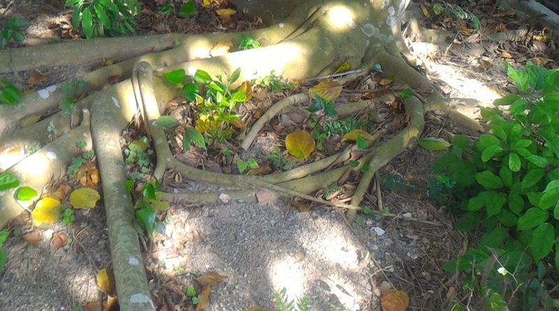 水黃皮 Pongamia pinnata 樹根亦向外不斷擴張