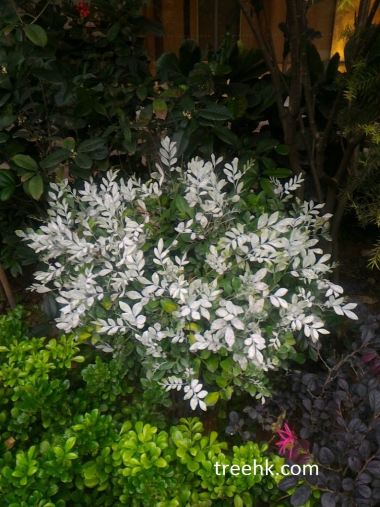 白粉病 是真菌性病患