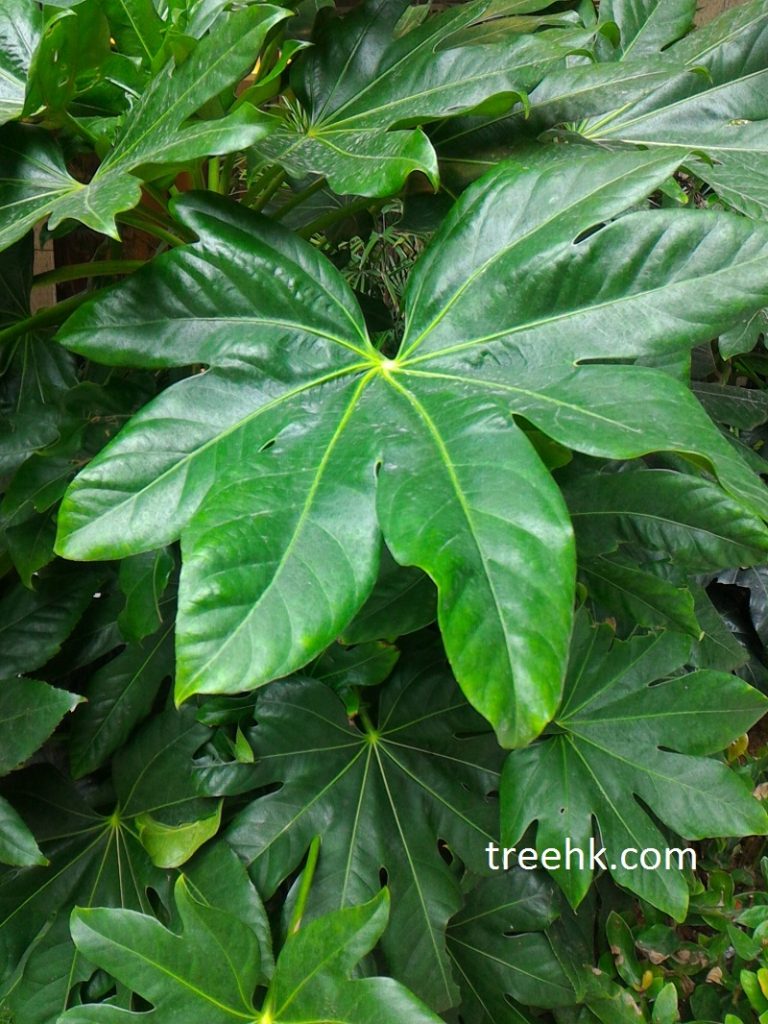 八角金盤優良的觀葉植物, 可去除室內甲醛 八角金盤優良的觀葉植物, 可去除室內甲醛