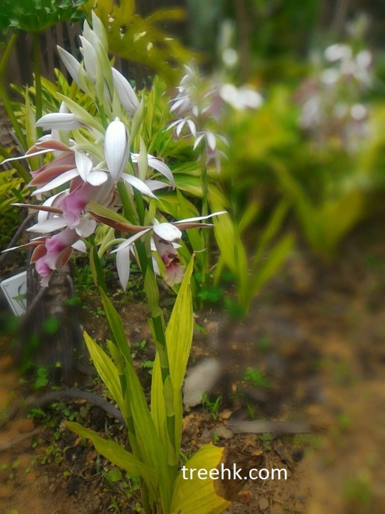 鶴頂蘭 Phaius tankervilleae