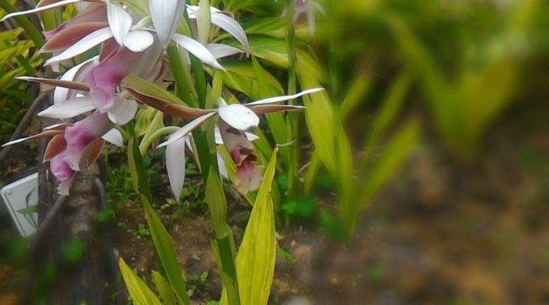 鶴頂蘭 Phaius tankervilleae