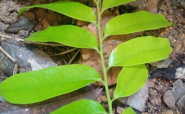 Dracontomelon duperreanum 人面子先端漸尖，基部常偏斜