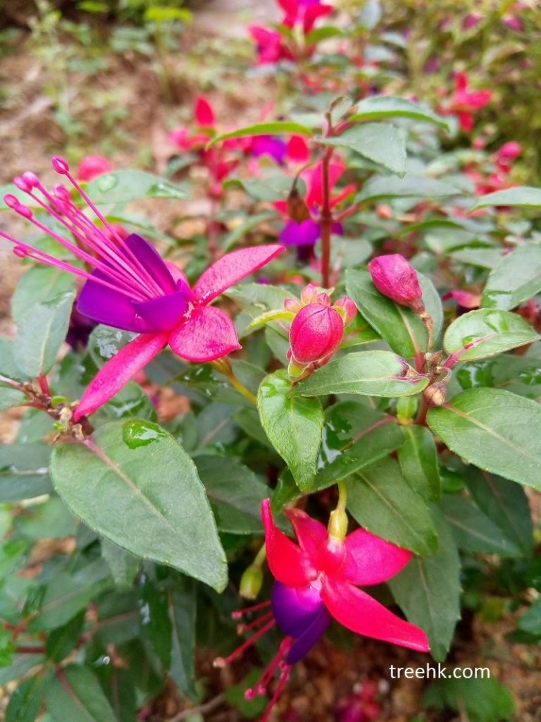 倒掛金鐘 Fuchsia hybrida