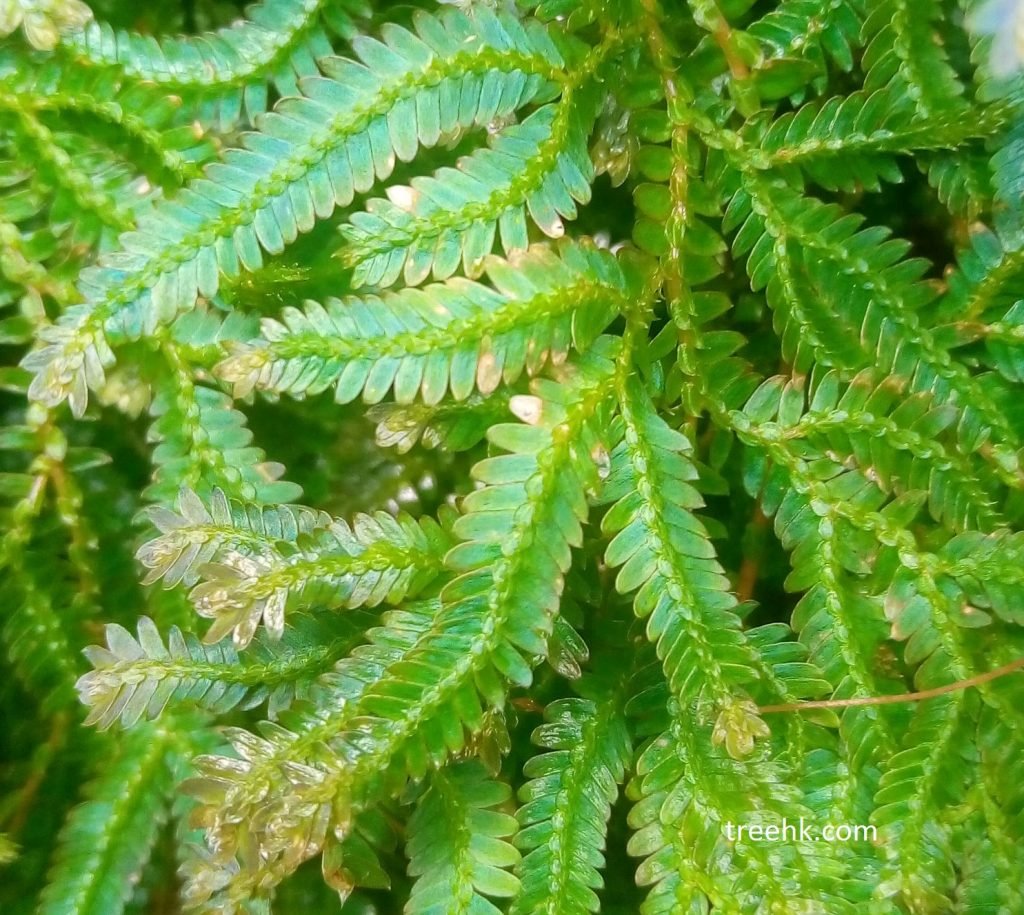 翠雲草 Selaginella uncinata