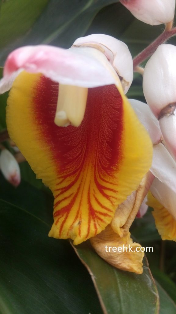 艷山薑薑科, 英文名 Shell ginger 艷山薑薑科, 英文名 Shell ginger