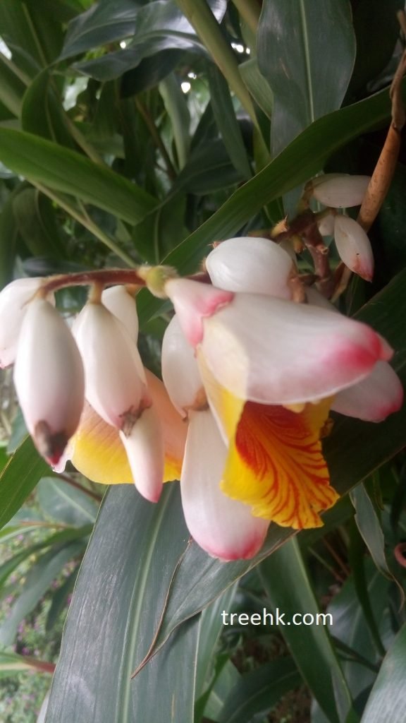艷山薑花具繖花序；不整齊至整齊
