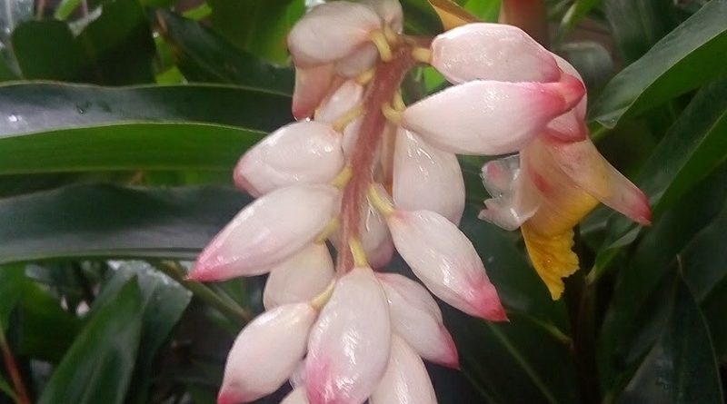 與草豆蔻比較，艷山薑具下垂花序