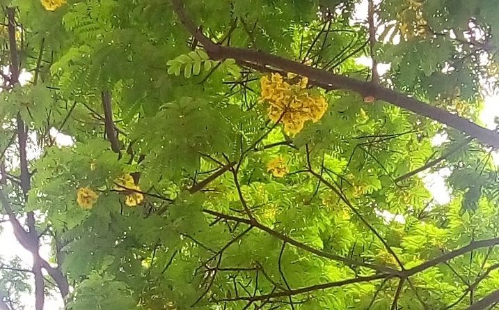 銀珠總狀花序偏向下垂
