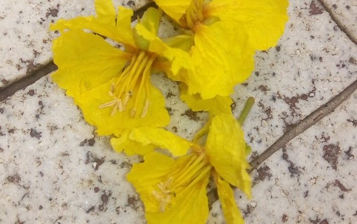 銀珠花期在3至6月