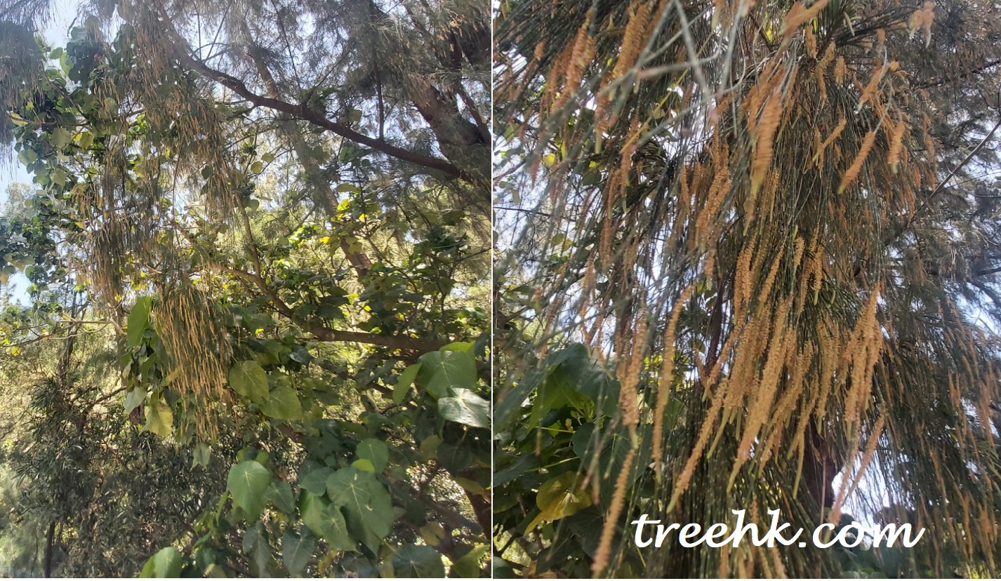 木麻黄雄穗狀花序 木麻黄雄穗狀花序